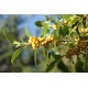 Pihaorjanlaakeri Golden Girl 'Mesgolg'  (Ilex × meserveae Golden Girl 'Mesgolg') 